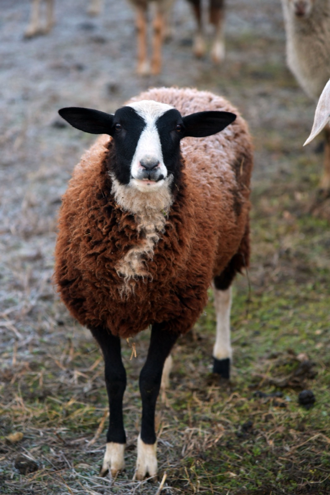 Zwartbles koyunu