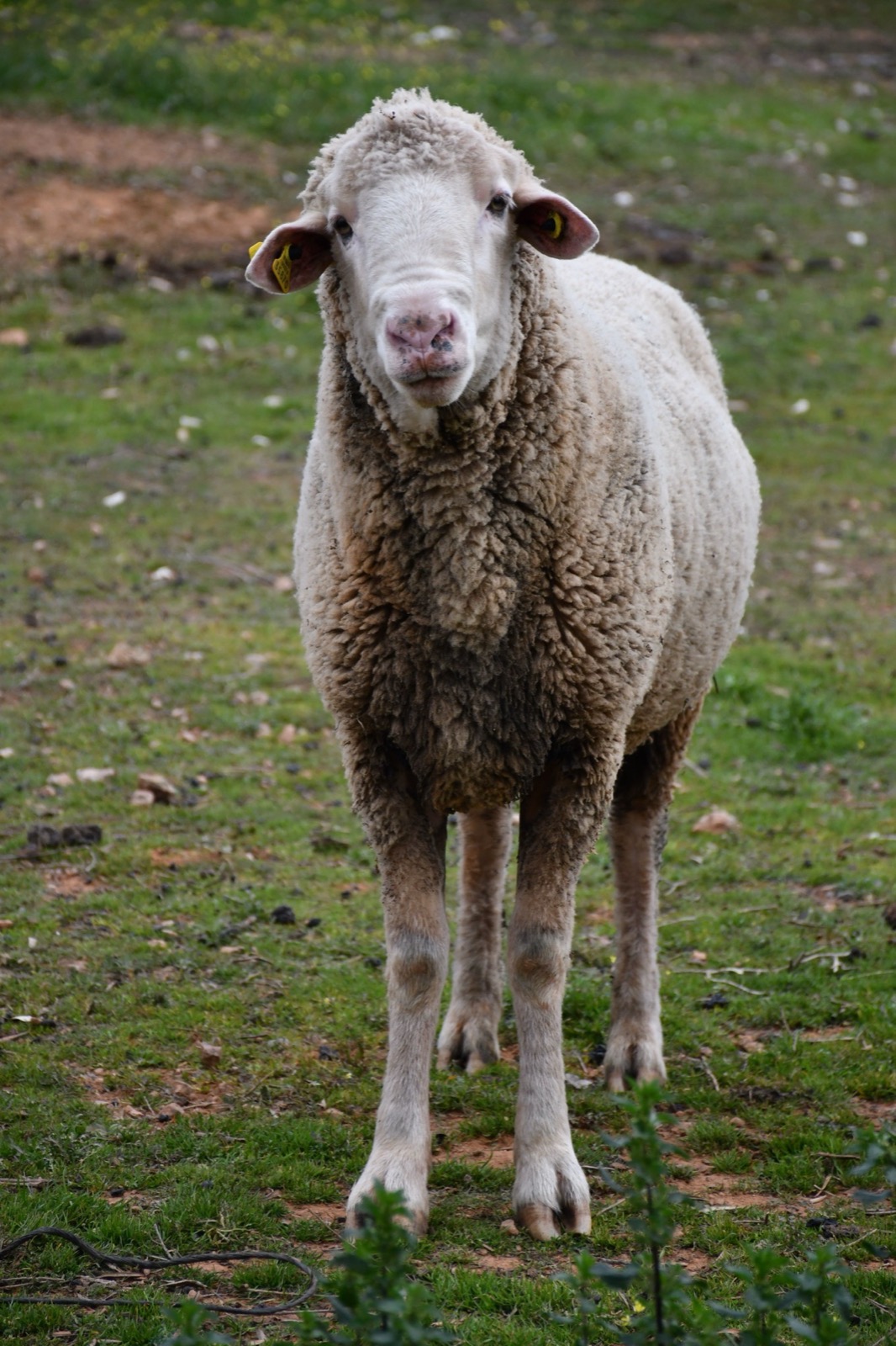 Merinos koyunu